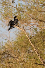 Reed cormorant drying off. Cormorants don't have fully waterproof feathers