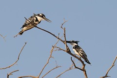Pied kingfishers are often seen hovering high above the water, looking for fish