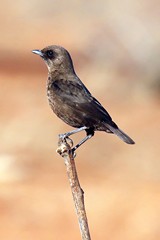 Female ant-eating chat. The female lacks the male's small white wing bar