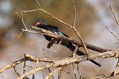 The green wood-hoopoe uses its long decurved beak to probe for invertibrates
