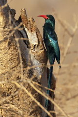 Superbly coloured green-wood hoopoe