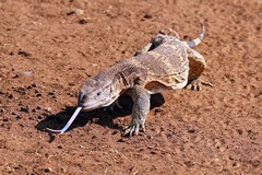 Rock monitors look for anything alive that is small enough to eat including invertebrates and eggs