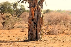 A rock monitor heading for a hole in the tree
