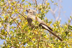 Grey go-away birds or Louries like to perch in groups near the tops of trees