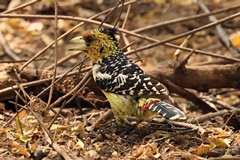 The crested barbet with its distinctive shaggy crest. An omnivorous woodland bird that often feeds on the ground