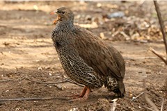 The Natal spurfowl is a ground living woodland bird that feeds on seeds and insects