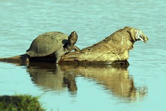 A marsh terrapin in one of the waterholes