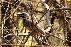 A rather drab African grey hornbill