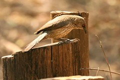 Arrow-marked babblers are known for being noisy and gregarious, they live in tight-knit, territorial groups of 3–15 birds