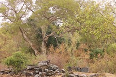 The dry sandy soil encourages savannah with patches of woodland, more so near the rivers. Spot the fish eagles