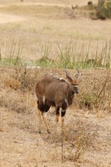 This is where I saw my first Nyala