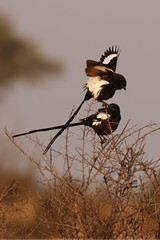 Magpie shrikes are very common