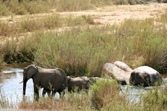 The Sabie river is on the south western border of the reserve. Plenty of wildlife there